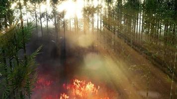 vinden blåser på ett flammande bambuträd under en skogsbrand foto