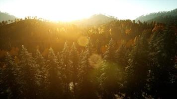 flygning drönare visa flygning över tallskog i berg vid solnedgången foto