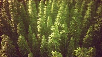 fält av grön mediala cannabis foto