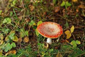 röd dödsmössa, en mycket giftig svamp. växer i en skog i ukraina. foto