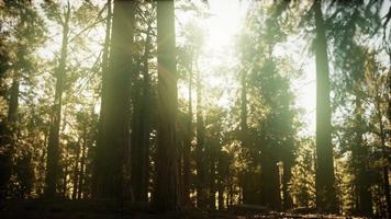 hyperlapse i sequoia skog från soluppgången foto