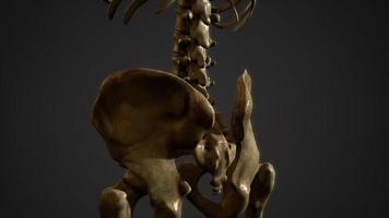 ben av det mänskliga skelettet foto