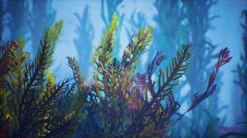 undervattens tropiska färgglada mjuk-hårda koraller havslandskap foto
