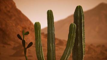 arizona öken solnedgång med jätte saguaro kaktus foto
