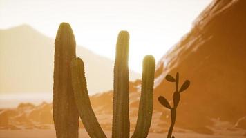 arizona öken solnedgång med jätte saguaro kaktus foto