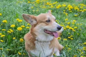 roliga porträtt av söt corgi hund utomhus foto