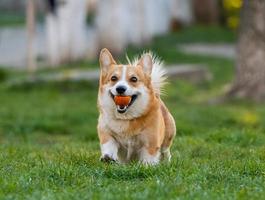 roliga porträtt av söt corgi hund utomhus foto