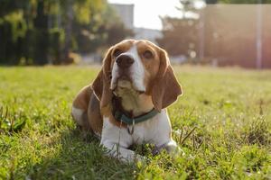 beagle valp spela på stranden i solig dag foto