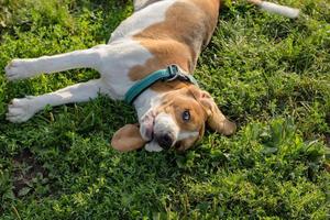 beagle valp spela på stranden i solig dag foto