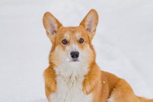 söt walesisk pembroke corgi porträtt, rolig hund ha kul i snö foto