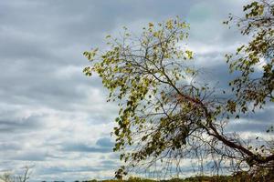 träd i höst på himmel bakgrund, oktober foto