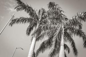 tropiska palmer med blå himmel bakgrund puerto aventuras mexico. foto