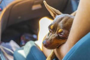 rysk toy terrier hund medan trött sover i bil Mexiko. foto