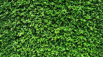 tropiskt grönt blad, kontrast foto