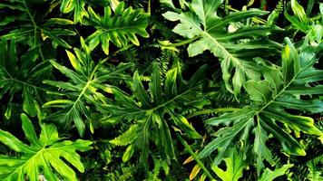 tropiskt grönt blad foto