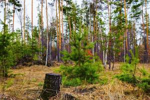 solljus i höstskogen. dag utomhus foto