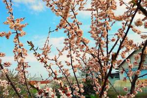 vita blommor och knoppar av ett aprikosträd i vårblomningen foto