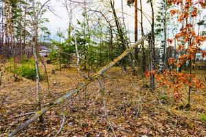 solljus i höstskogen. dag utomhus foto