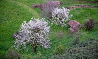 körsbärsblomning in foto