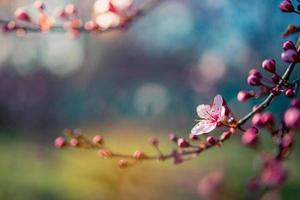 vacker vår naturscen med rosa blommande träd. lugn vår sommar natur närbild och suddig skog bakgrund. idyllisk natur foto