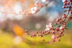 vacker vår naturscen med rosa blommande träd. lugn vår sommar natur närbild och suddig skog bakgrund. idyllisk natur foto