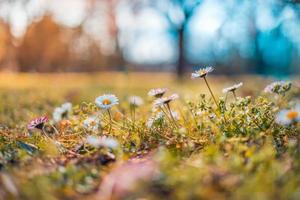 abstrakt mjukt fokus solnedgång fält landskap gula daisy blommor och gräs äng varm gyllene timme solnedgång soluppgång tid. lugn vår sommar natur närbild suddig skog bakgrund. idyllisk natur foto