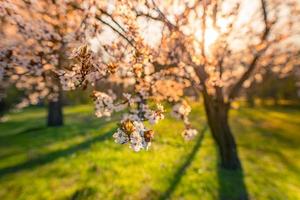 vårromantiska blommor. fantastisk naturscen med blommande träd och solig utsikt. solig dag. våren skönhet blommig närbild konstnärliga abstrakt suddig bakgrund. vårens natur foto