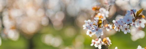 bakgrunder för vårrosa blommor. dröm natur närbild med sakura, körsbärsblom i suddigt bokeh vårlandskap. fredliga pastellfärger, romantiska blommande blommor foto