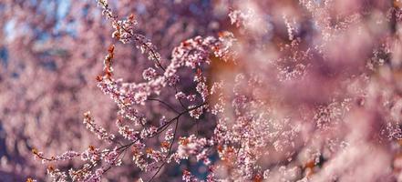 bakgrunder för vårrosa blommor. dröm natur närbild med sakura, körsbärsblom i suddigt bokeh vårlandskap. fredliga pastellfärger, romantiska blommande blommor foto