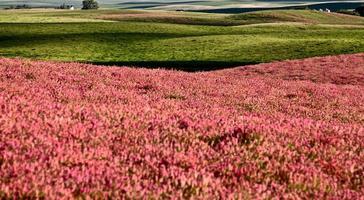 rosa blomma alfalfa foto