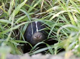 baby skunk at den foto