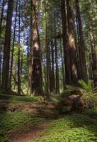 gigantiska redwoods Kalifornien foto