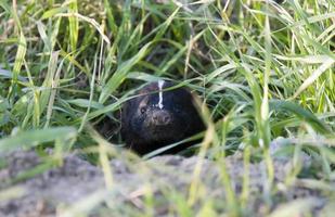 baby skunk at den foto