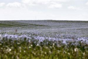 lin blommar blå foto