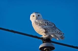 snöuggla på stolpen foto