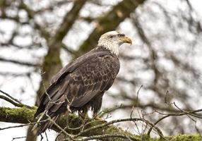 Bald Eagle brittisk columbia foto