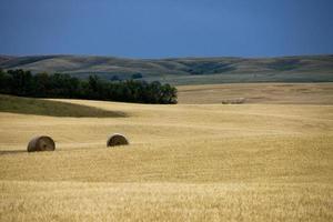 prairie scen saskatchewan foto