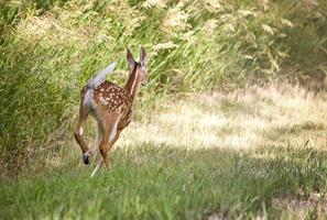 hjortfawn springer foto