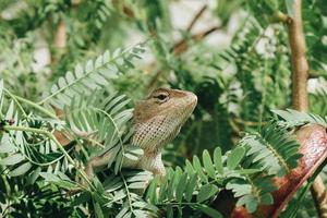 orientalisk trädgård staket ödla eller calotes versicolor sitter på en gren i den tropiska djungeln. foto