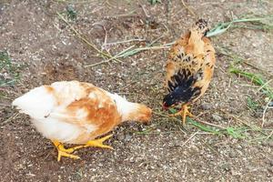 frigående kyckling på ekologisk djurgård som fritt betar på gården på ranchbakgrund. hönshöns betar på naturlig ekogård. modern djurhållning och ekologiskt jordbruk. djurrättskoncept. foto