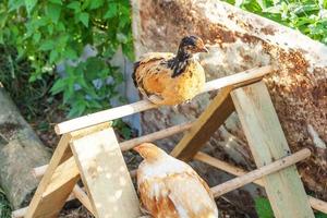 frigående kyckling på ekologisk djurgård som fritt betar på gården på ranchbakgrund. hönshöns betar på naturlig ekogård. modern djurhållning och ekologiskt jordbruk. djurrättskoncept. foto