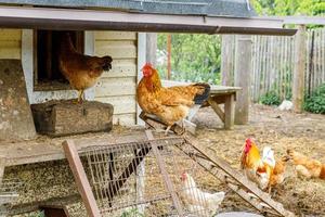 frigående kyckling på ekologisk djurgård som fritt betar på gården på ranchbakgrund. hönshöns betar på naturlig ekogård. modern djurhållning och ekologiskt jordbruk. djurrättskoncept. foto