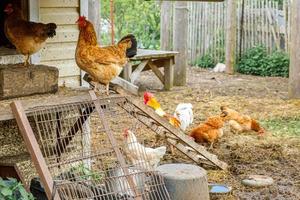 frigående kyckling på ekologisk djurgård som fritt betar på gården på ranchbakgrund. hönshöns betar på naturlig ekogård. modern djurhållning och ekologiskt jordbruk. djurrättskoncept. foto