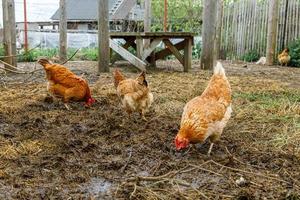 frigående kyckling på ekologisk djurgård som fritt betar på gården på ranchbakgrund. hönshöns betar på naturlig ekogård. modern djurhållning och ekologiskt jordbruk. djurrättskoncept. foto