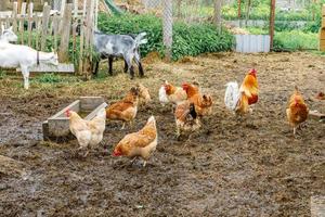 get och frigående kyckling på ekologisk djurgård som fritt betar på gården på ranchbakgrund. höns kycklingar tam get betar i betesmark. modern djurboskap, ekologiskt jordbruk. djurens rättigheter. foto