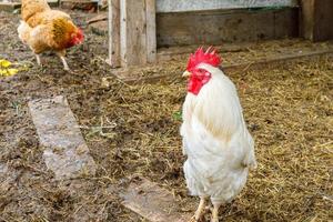 frigående kyckling på ekologisk djurgård som fritt betar på gården på ranchbakgrund. hönshöns betar på naturlig ekogård. modern djurhållning och ekologiskt jordbruk. djurrättskoncept. foto