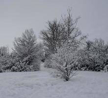 vinter skog, trädgrenar att gå under tyngden av snö. foto