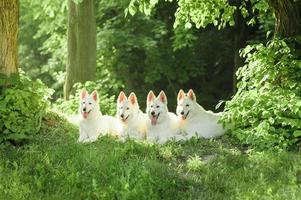 en flock vita schweiziska herdehundar på en promenad i naturen. foto