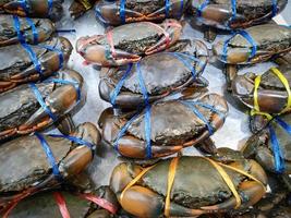 färsk skaldjurskrabba för lagad mat på restaurang eller skaldjursmarknad, rå krabba på is, lerkrabba foto