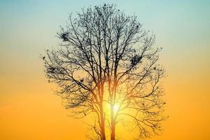 vacker soluppgång eller solnedgång med trädgren stå förgrunden på solen i morgon - solnedgång träd koncept foto